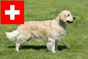 Read more about the article Golden Retriever breeders and puppies in Switzerland