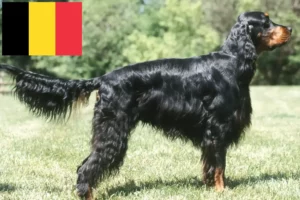 Read more about the article Gordon Setter breeders and puppies in Belgium