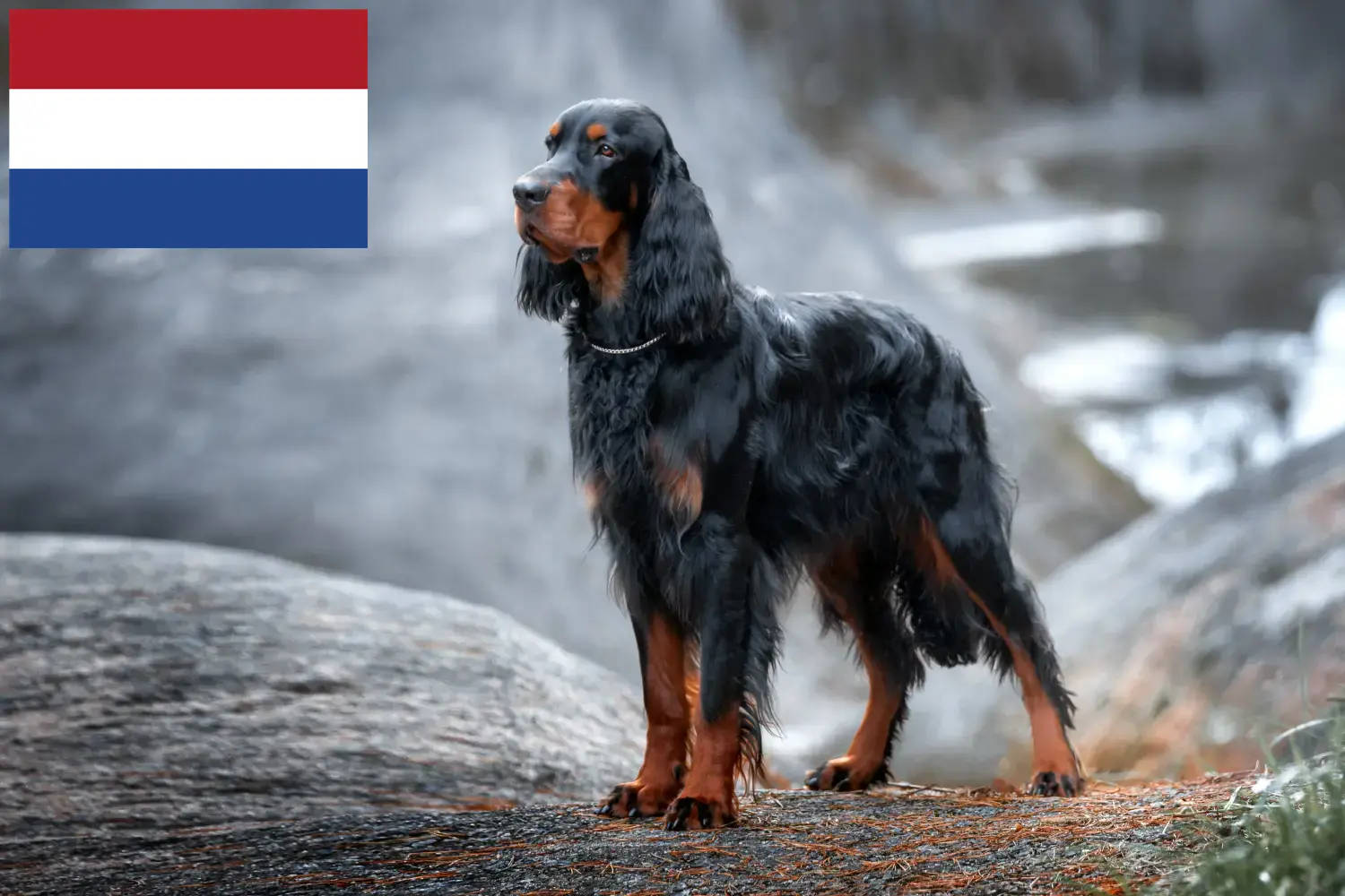 Read more about the article Gordon Setter breeders and puppies in the Netherlands