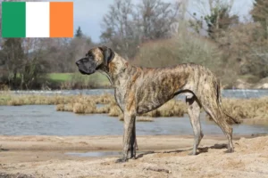 Read more about the article Great Dane breeders and puppies in Ireland