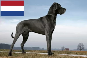 Read more about the article Great Dane breeders and puppies in the Netherlands