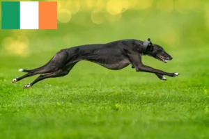 Read more about the article Greyhound breeders and puppies in Ireland