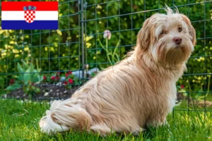 Read more about the article Havanese breeders and puppies in Croatia