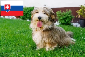 Read more about the article Havanese breeders and puppies in Slovakia