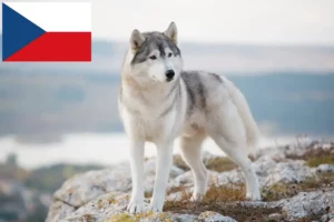 Read more about the article Husky breeders and puppies in the Czech Republic