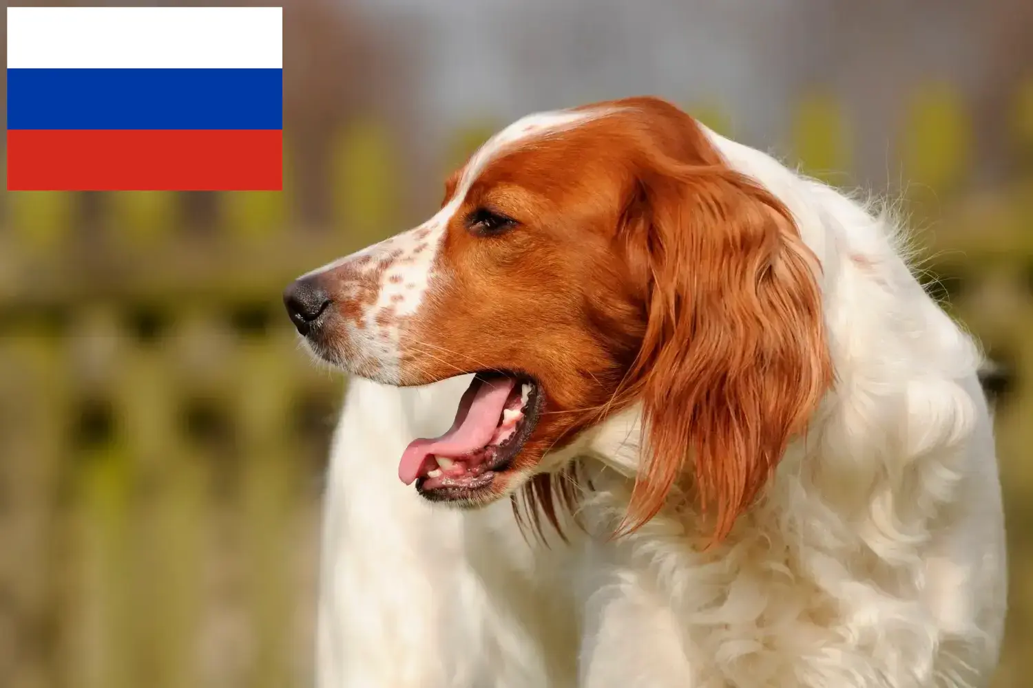 Read more about the article Irish Red and White Setter breeders and puppies in Russia