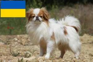 Read more about the article Japan Chin breeders and puppies in Ukraine