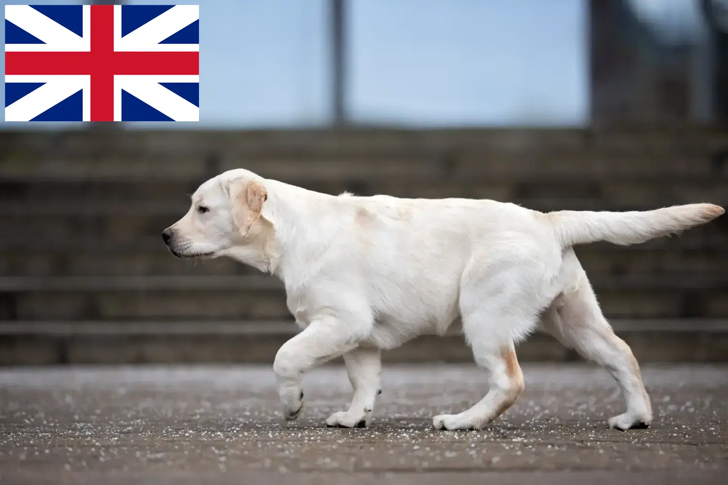 Read more about the article Labrador breeders and puppies in Great Britain