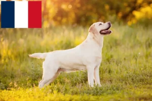 Read more about the article Labrador breeders and puppies in Réunion