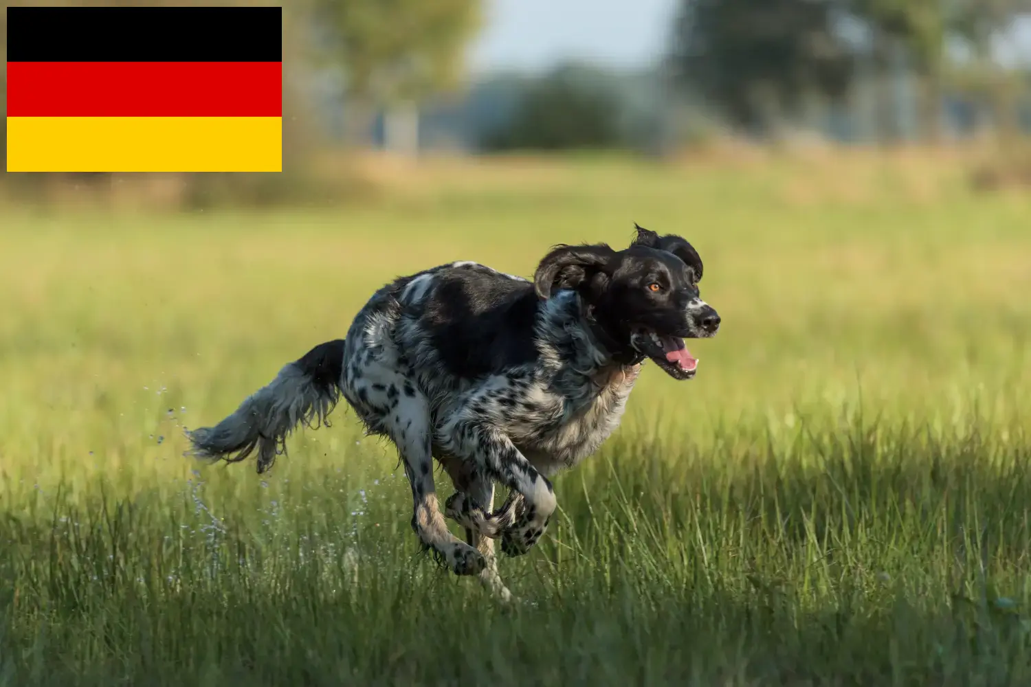 Large Münsterländer breeder and puppies in Germany - Dogweb.co.uk