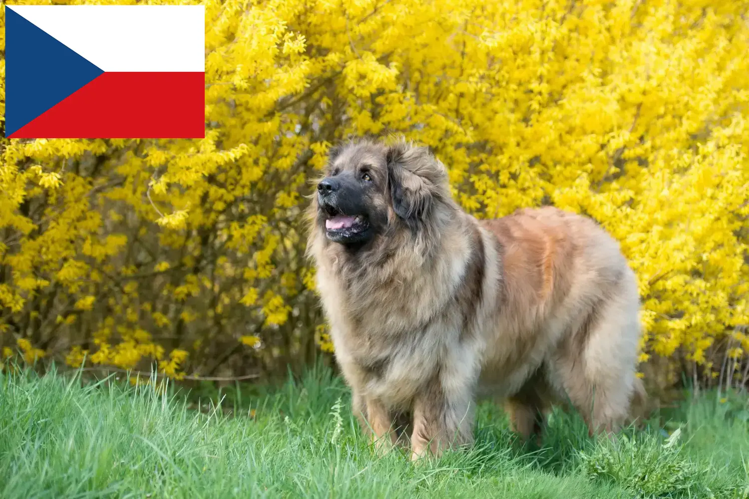 Read more about the article Leonberger breeders and puppies in the Czech Republic