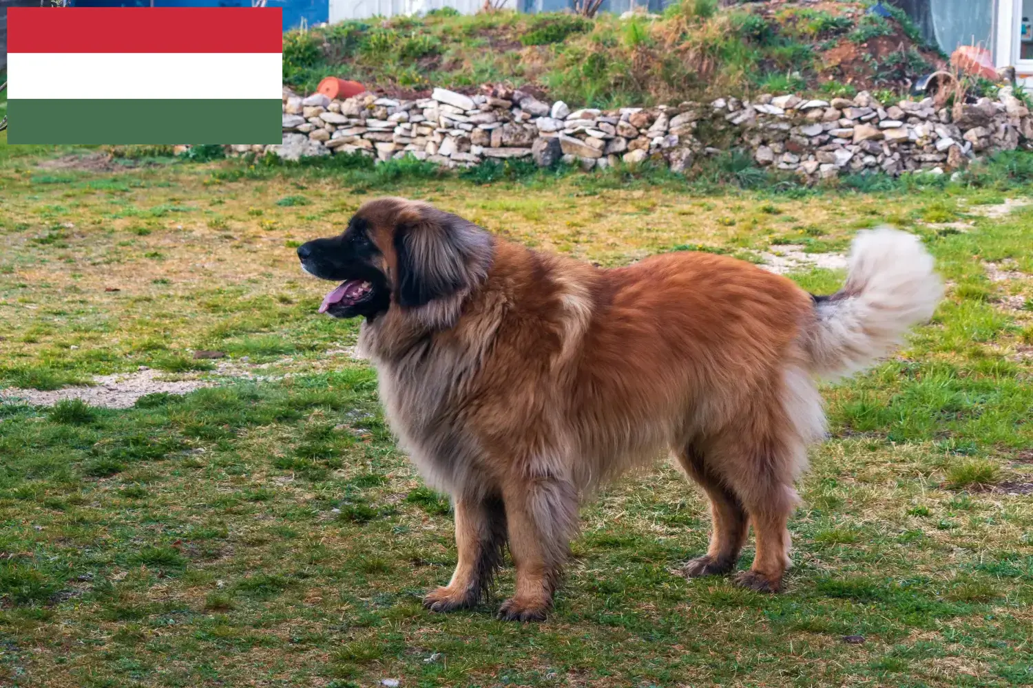 Read more about the article Leonberger breeders and puppies in Hungary