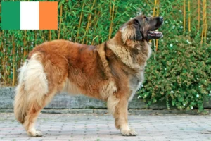 Read more about the article Leonberger breeders and puppies in Ireland