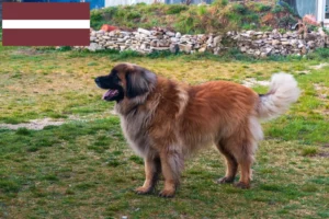 Read more about the article Leonberger breeders and puppies in Latvia