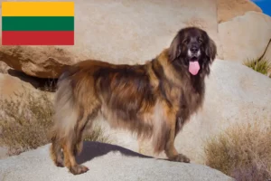 Read more about the article Leonberger breeders and puppies in Lithuania