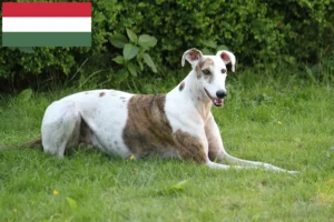 Read more about the article Magyar Agar breeders and puppies in Hungary