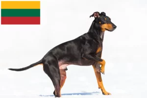 Read more about the article Manchester Terrier breeders and puppies in Lithuania