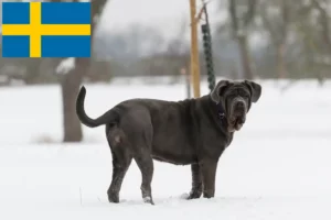 Read more about the article Mastino Napoletano breeders and puppies in Sweden