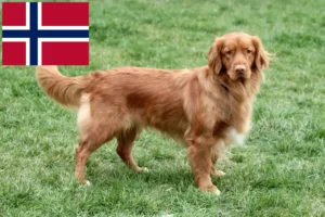 Read more about the article Nova Scotia Duck Tolling Retriever breeders and puppies in Norway