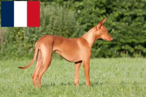 Read more about the article Pharaoh dog breeders and puppies in France