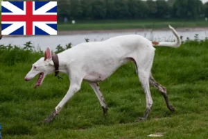 Read more about the article Podenco breeders and puppies in Great Britain