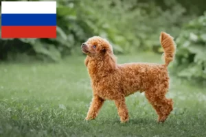 Read more about the article Poodle breeders and puppies in Russia