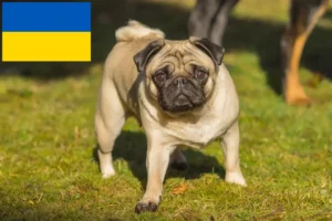 Read more about the article Pug breeders and puppies in Ukraine