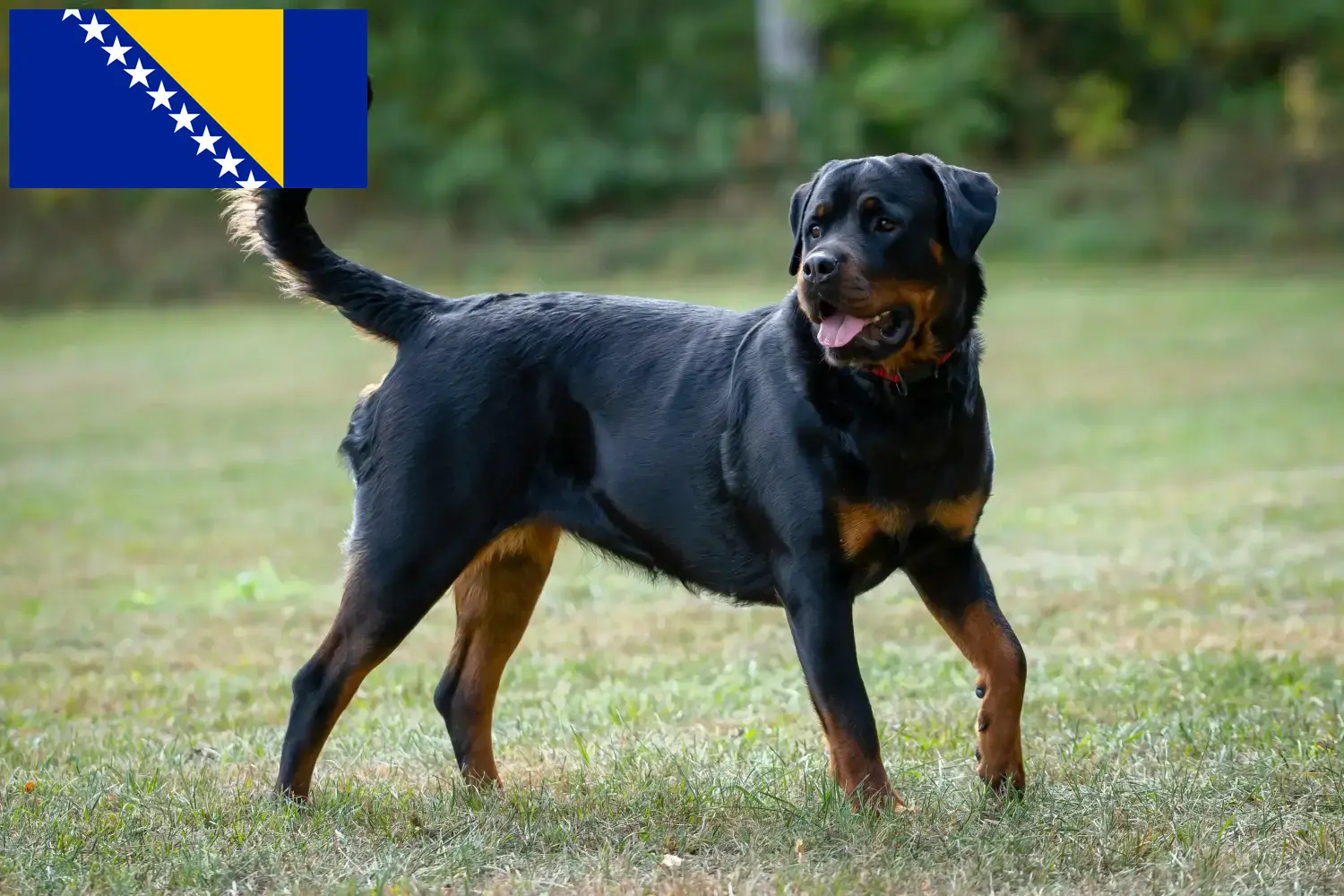 Read more about the article Rottweiler breeders and puppies in Bosnia and Herzegovina