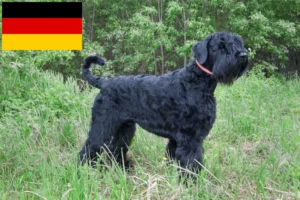 Read more about the article Russian Black Terrier breeders and puppies in Germany