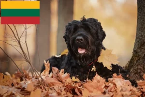 Read more about the article Russian Black Terrier Breeder and Puppies in Lithuania