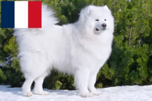 Read more about the article Samoyed breeders and puppies in France