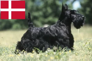 Read more about the article Scottish Terrier breeders and puppies in Denmark