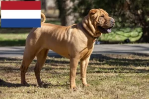 Read more about the article Shar-Pei breeders and puppies in the Netherlands