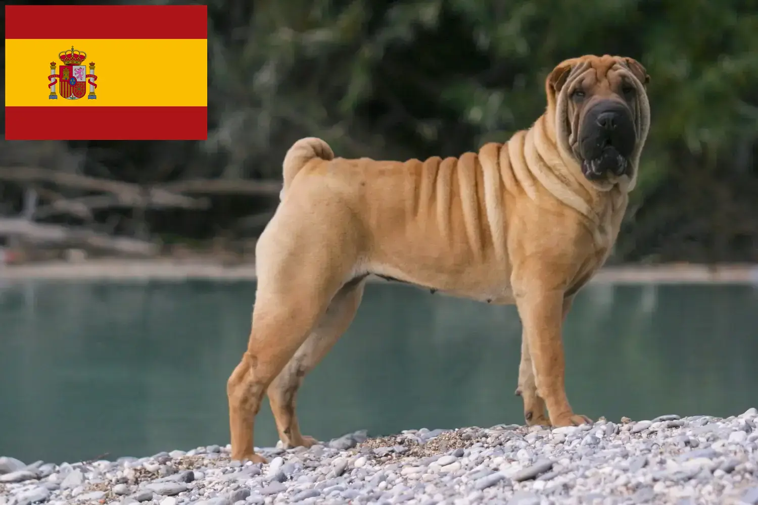 Read more about the article Shar-Pei breeders and puppies in Spain