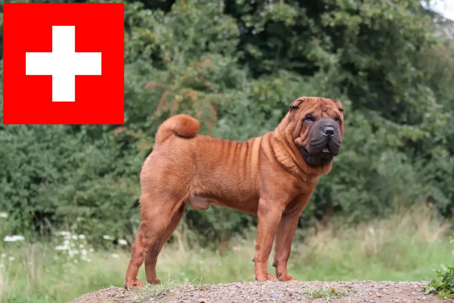 Read more about the article Shar-Pei breeders and puppies in Switzerland