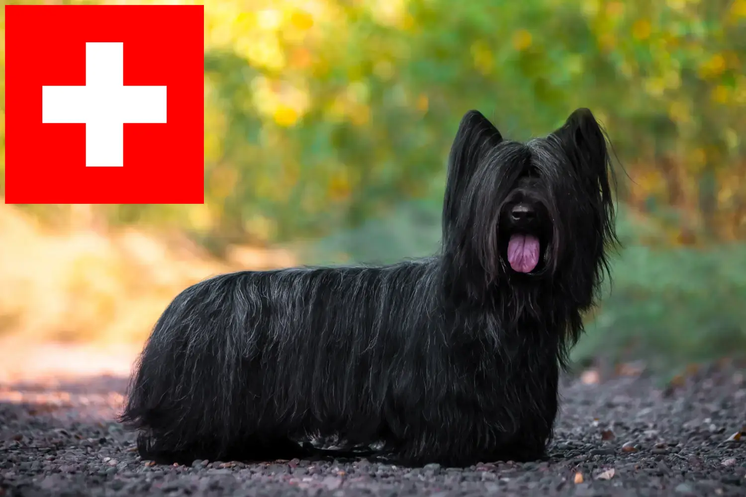 Read more about the article Skye Terrier breeders and puppies in Switzerland