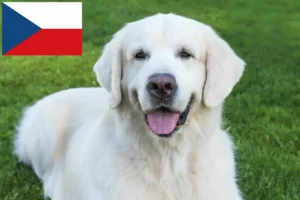 Read more about the article Slovensky Cuvac breeders and puppies in the Czech Republic