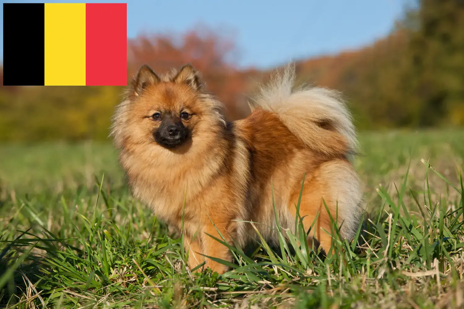 Read more about the article Spitz breeders and puppies in Belgium