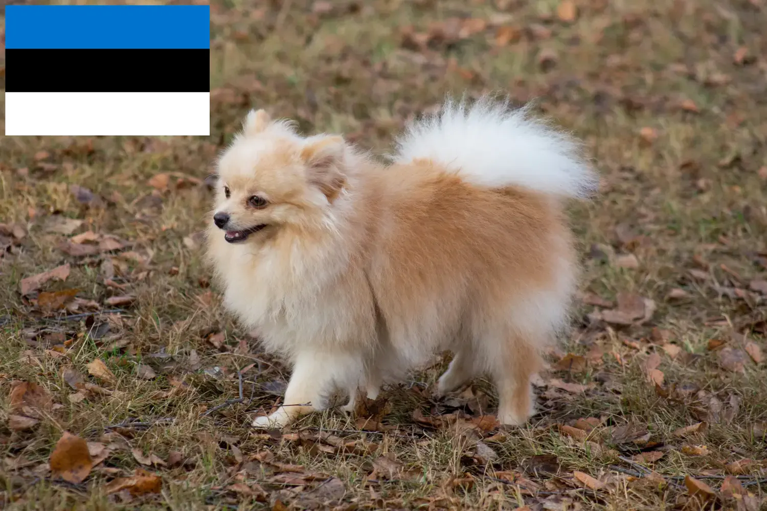 Read more about the article Spitz breeders and puppies in Estonia