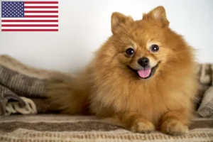 Read more about the article Spitz breeders and puppies in the USA