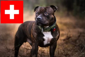 Read more about the article Staffordshire Bull Terrier breeders and puppies in Switzerland