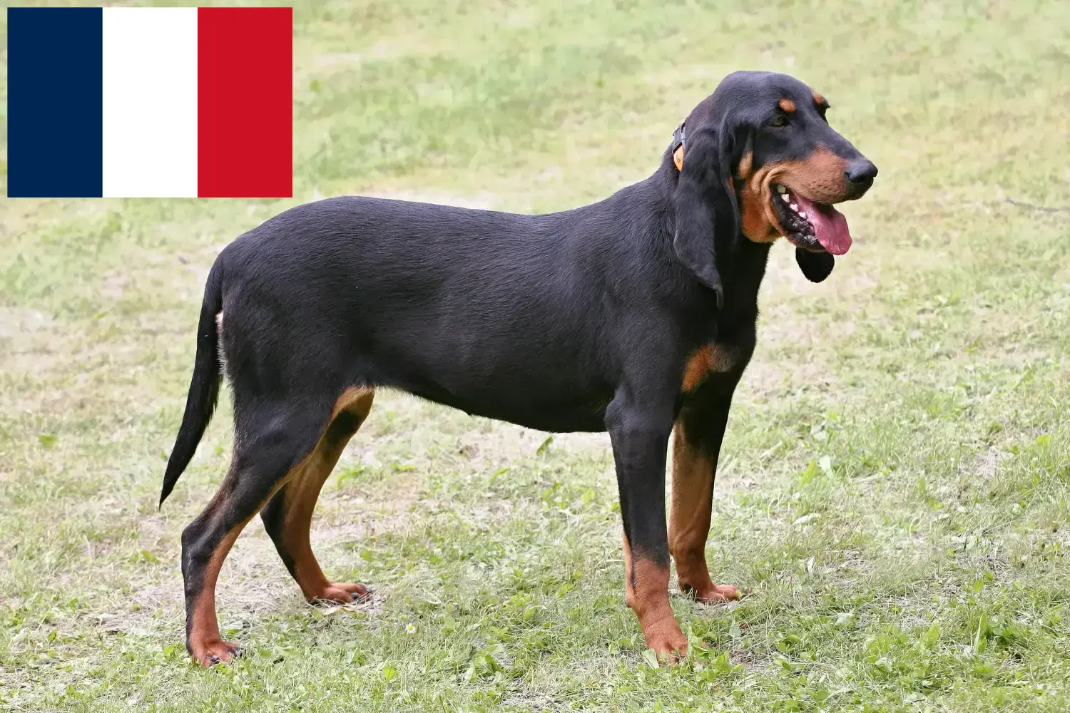 Read more about the article Swiss running dog breeders and puppies in France