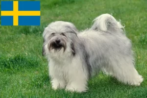 Read more about the article Tibetan Terrier breeders and puppies in Sweden