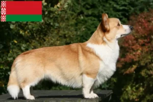 Read more about the article Welsh Corgi breeders and puppies in Belarus