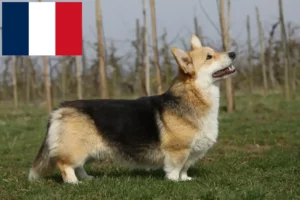 Read more about the article Welsh Corgi breeders and puppies in France