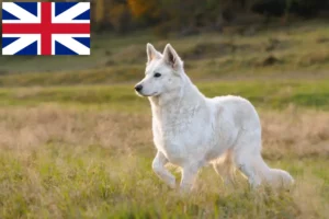 Read more about the article White Swiss Shepherd Dog Breeders and Puppies in the UK