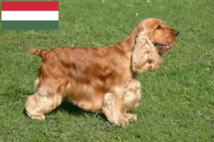 Read more about the article English Cocker Spaniel breeders and puppies in Hungary