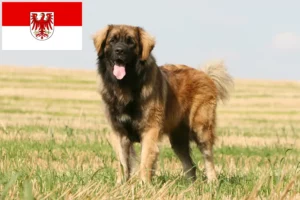 Read more about the article Leonberger breeders and puppies in Brandenburg