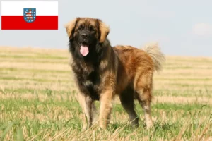 Read more about the article Leonberger breeders and puppies in Thuringia