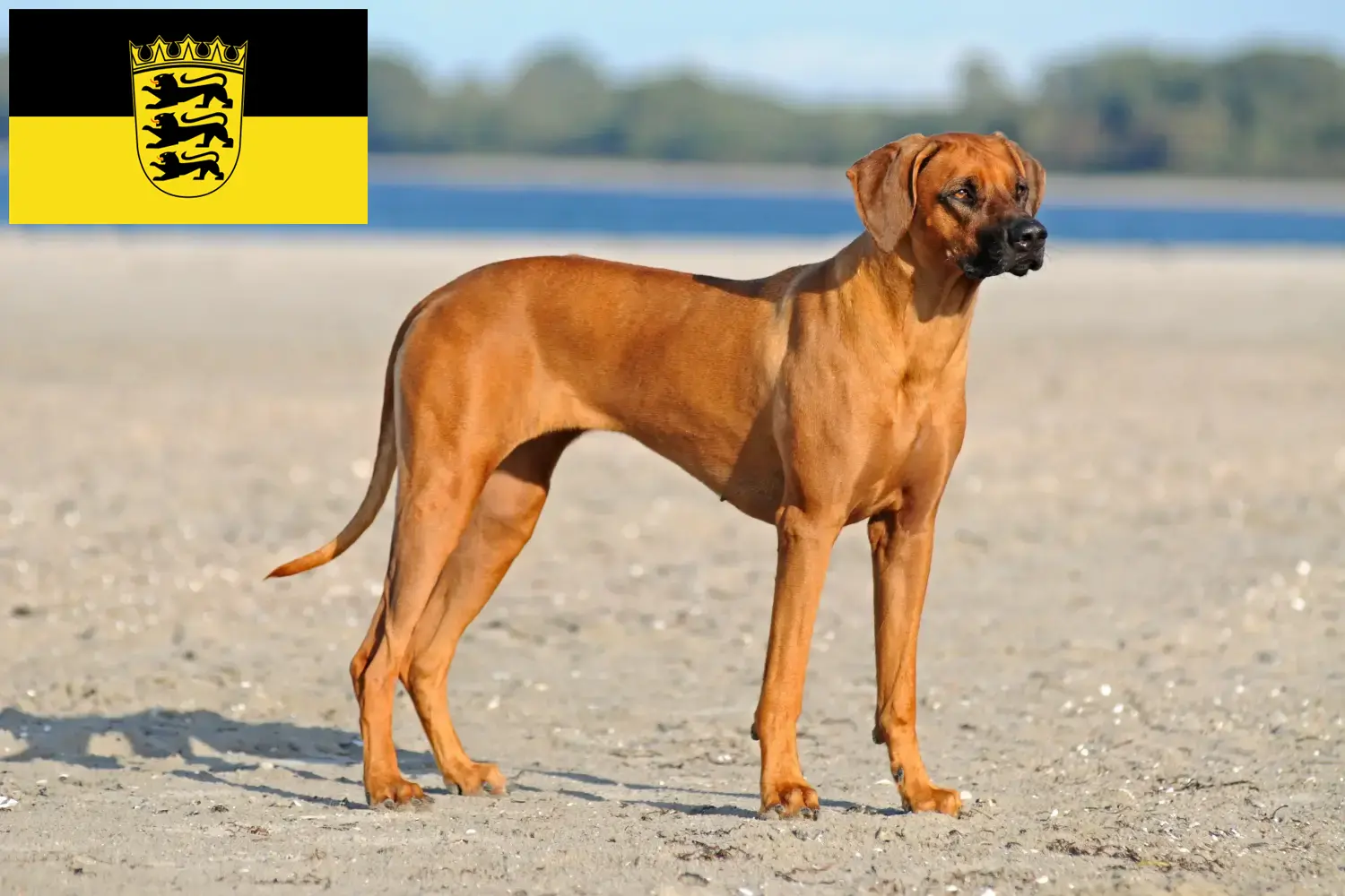 Read more about the article Rhodesian Ridgeback breeders and puppies in Baden-Württemberg